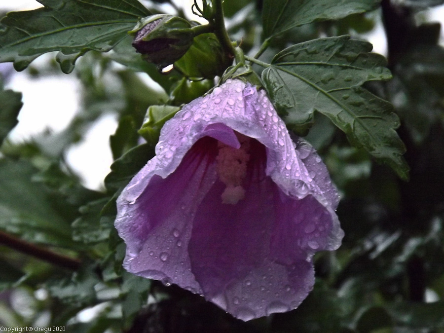 Цветок под дождем