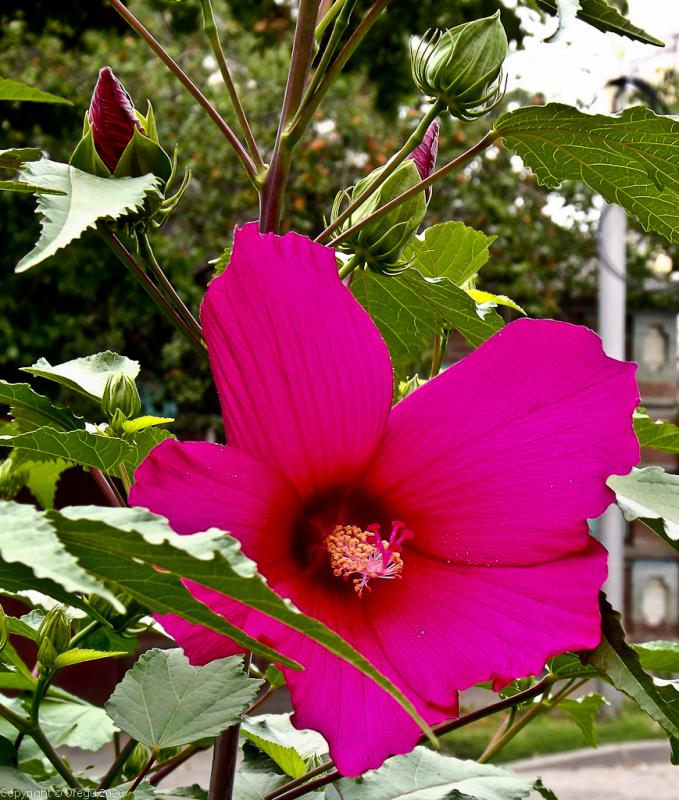 Огромный цветок