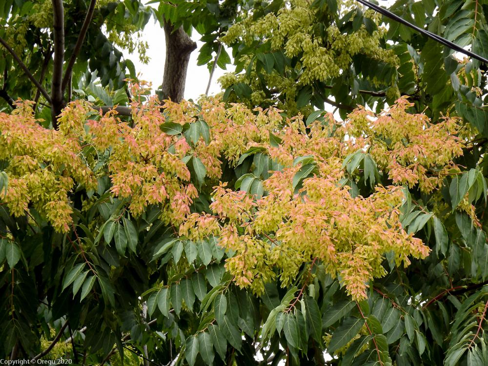 цветущие деревья