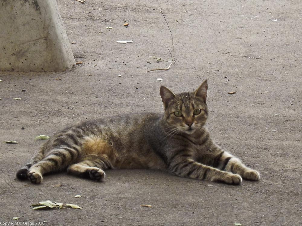 кот
