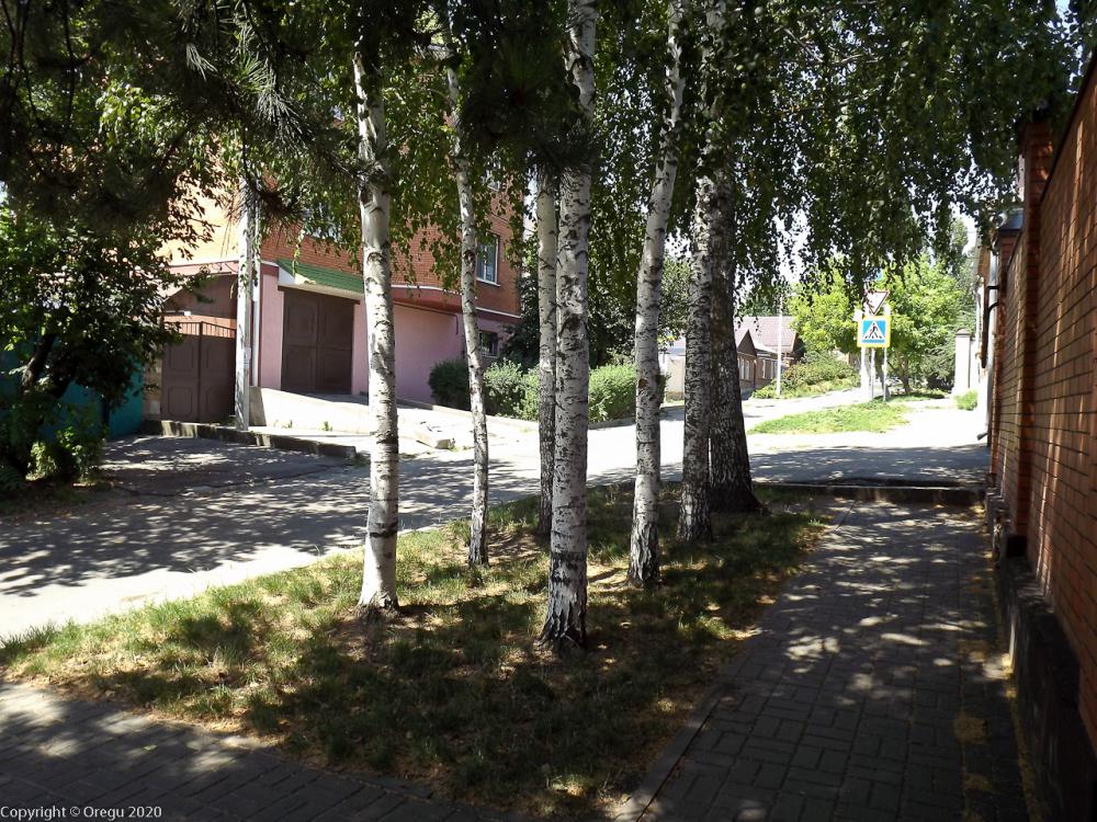 Березовая роща