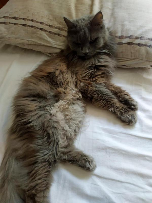 Мудрый кот