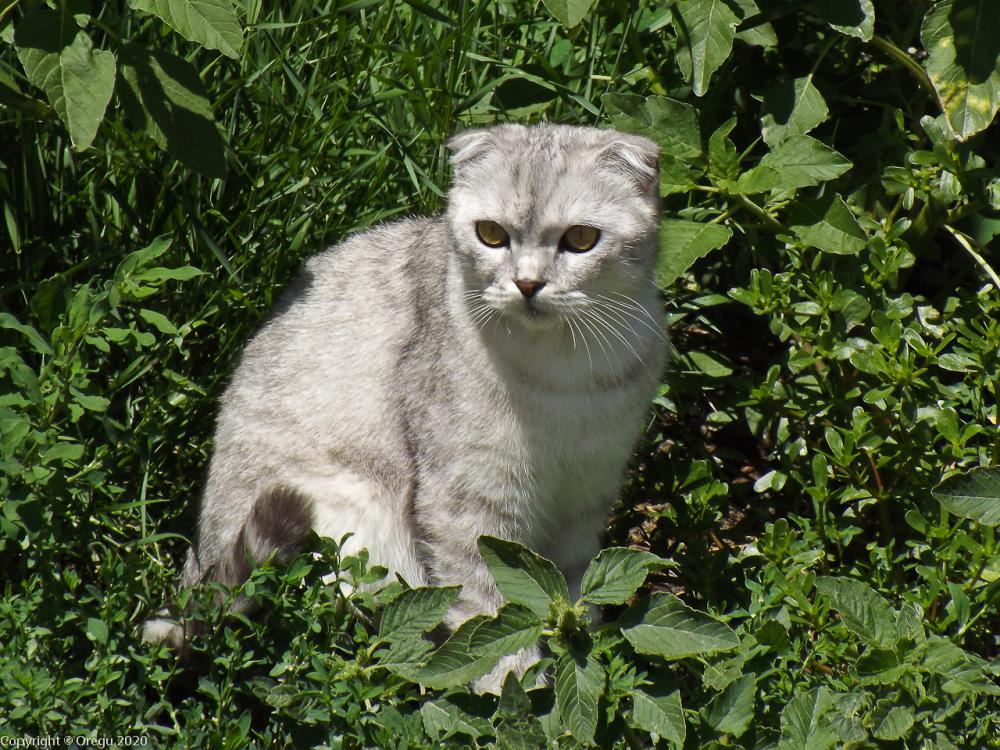Кот охотничий