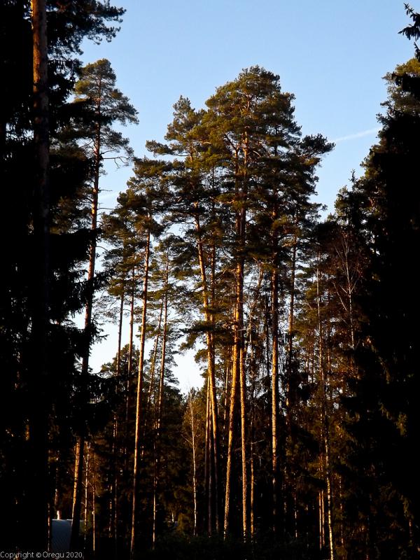 Лес