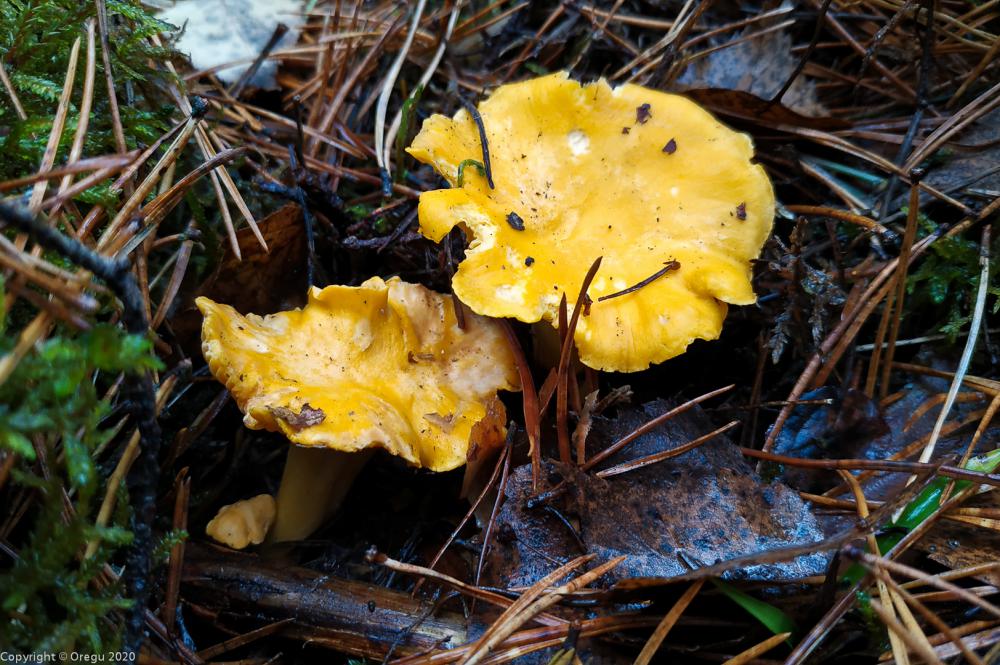 Грибы лисички