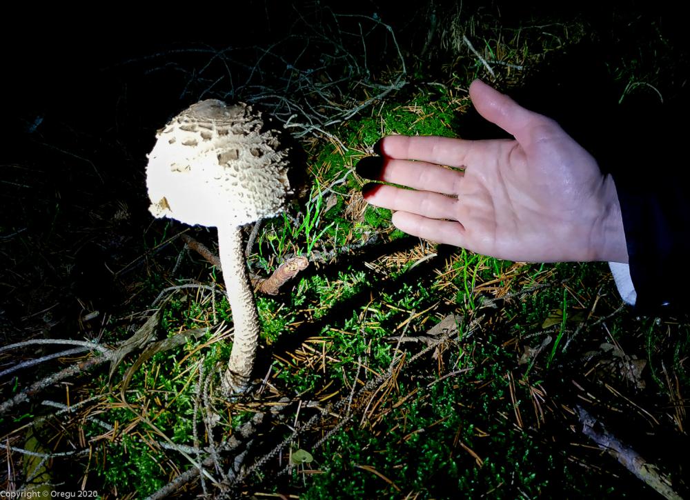 Гриб поганка