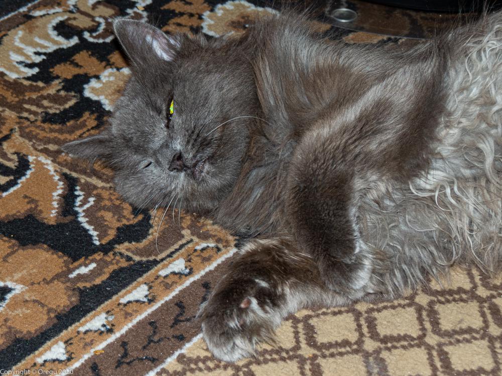 Котейко