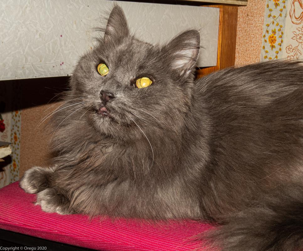 Котейко