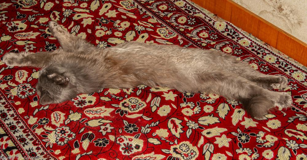 Котейко