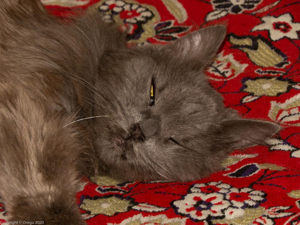 Котейко