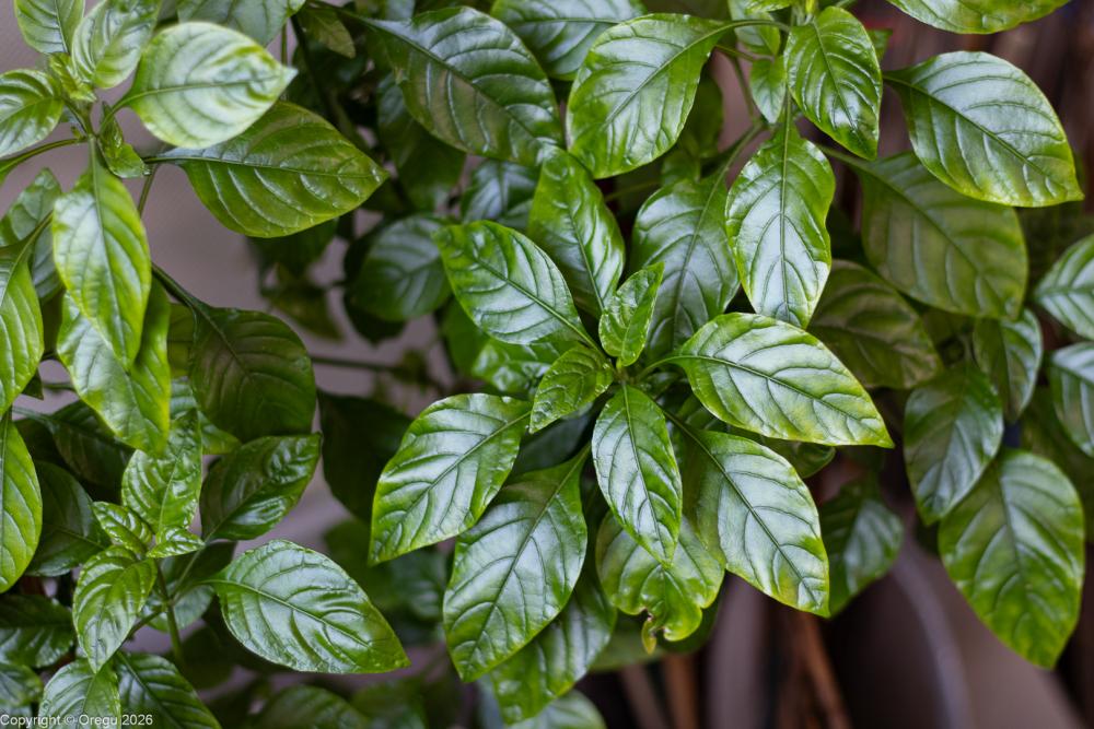 Куст на балконе