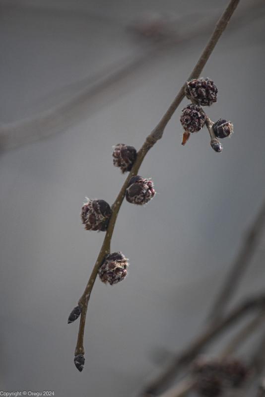 почки готовы распуститься