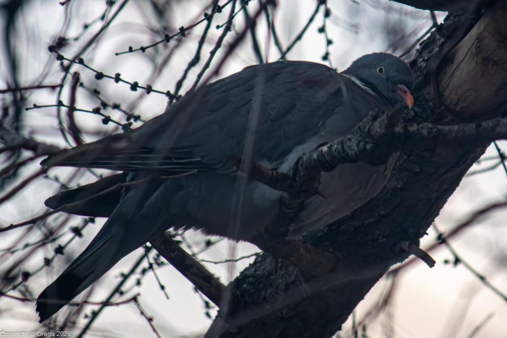 Птица неизвестной породы