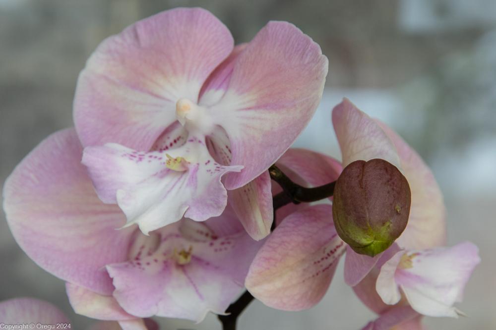 Нераспустившийся бутон