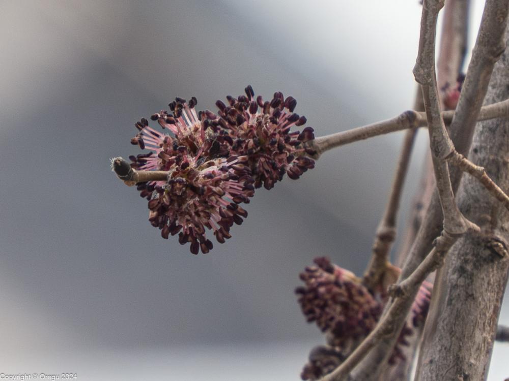 На тополях распустились почки
