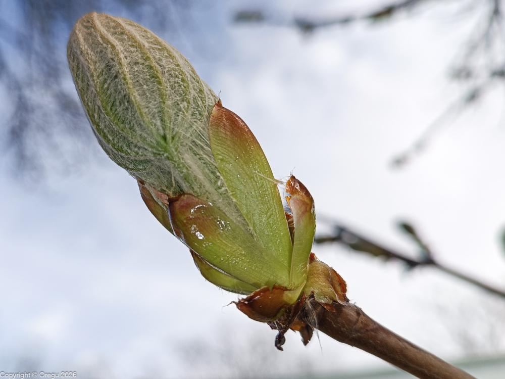 Готовится зацвести кагтан