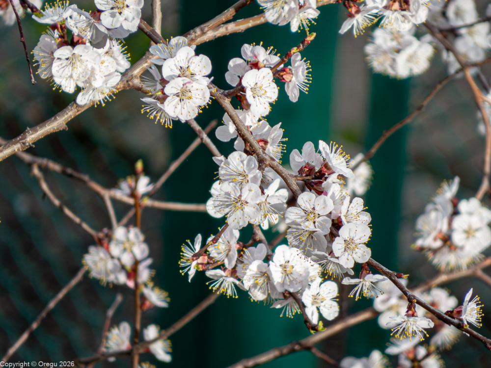 Расыкл абрикос