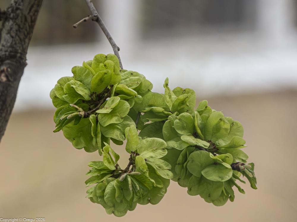 Зелень апрельского тополя