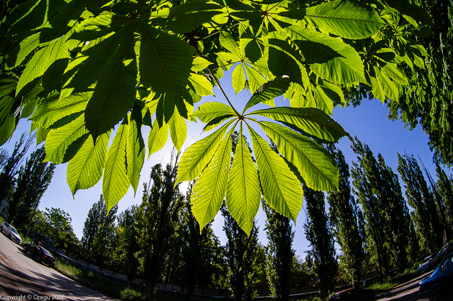 Почти летний каштан