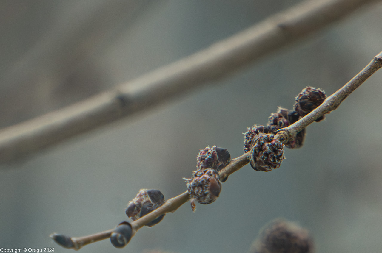 почуи готовы распуститься