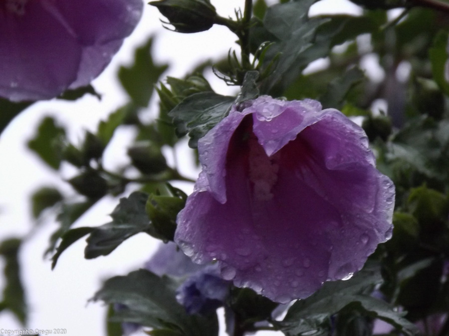 Цветок под дождем