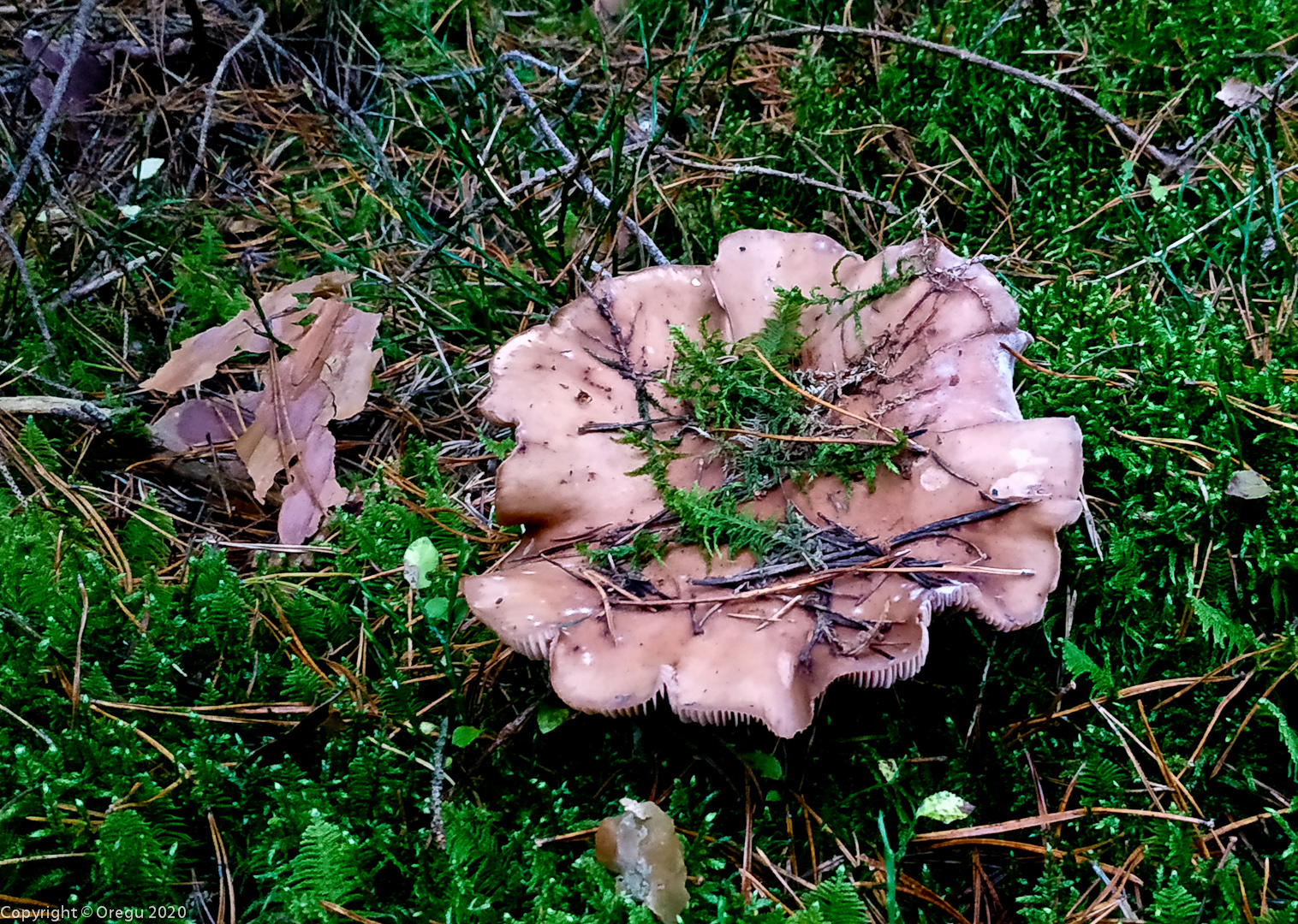 Сыроежка. неверное 