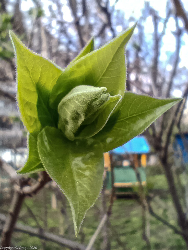 Распускается листок