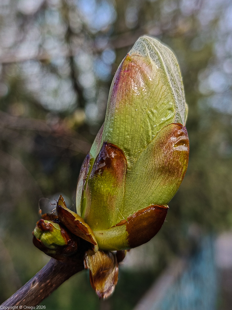 Почка каштана