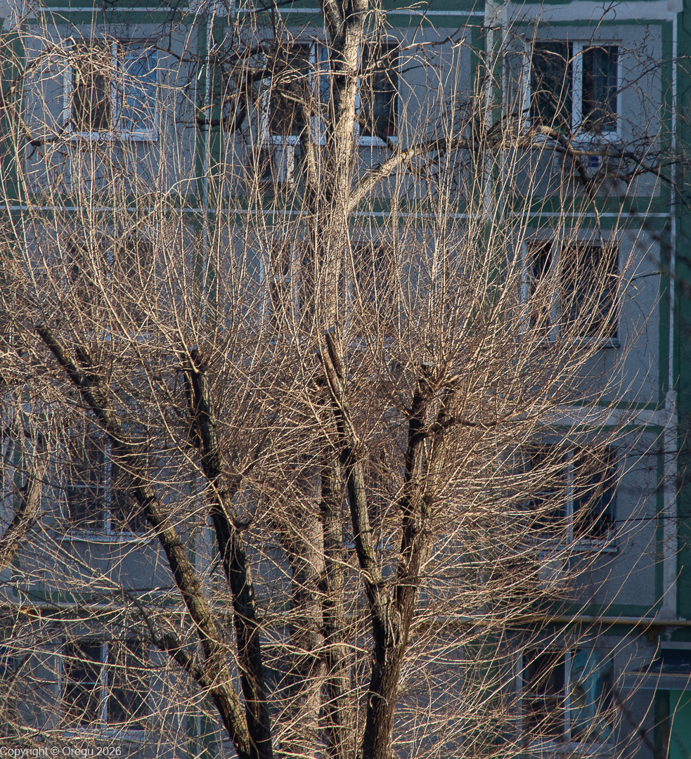 ветки без листьев