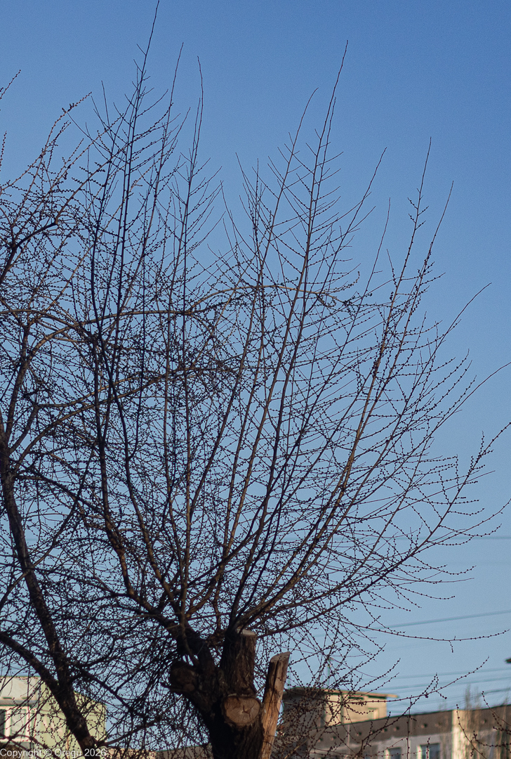 ветка без листьев