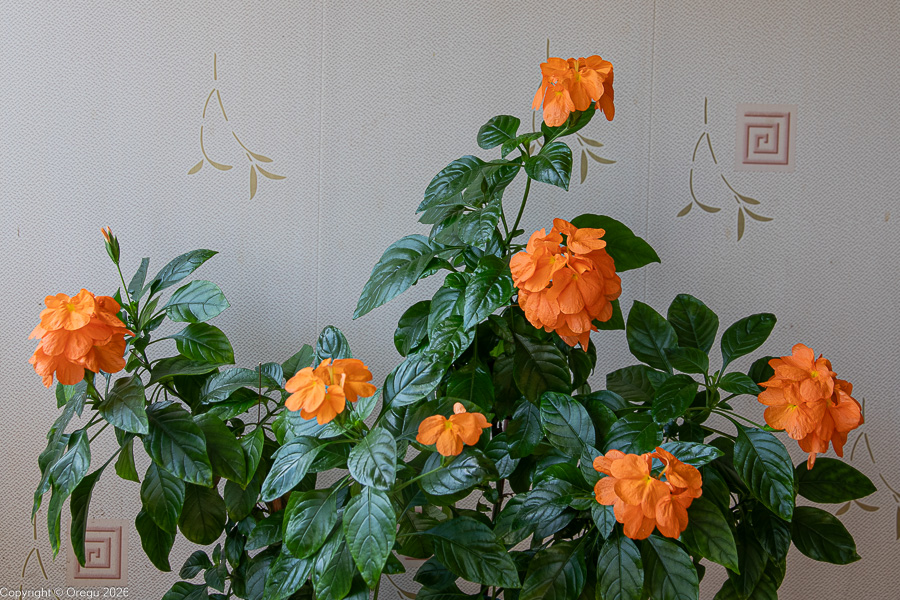 Кроссандра