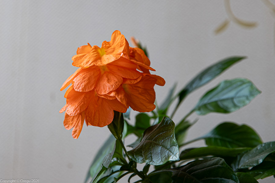 Кроссандра на балконе