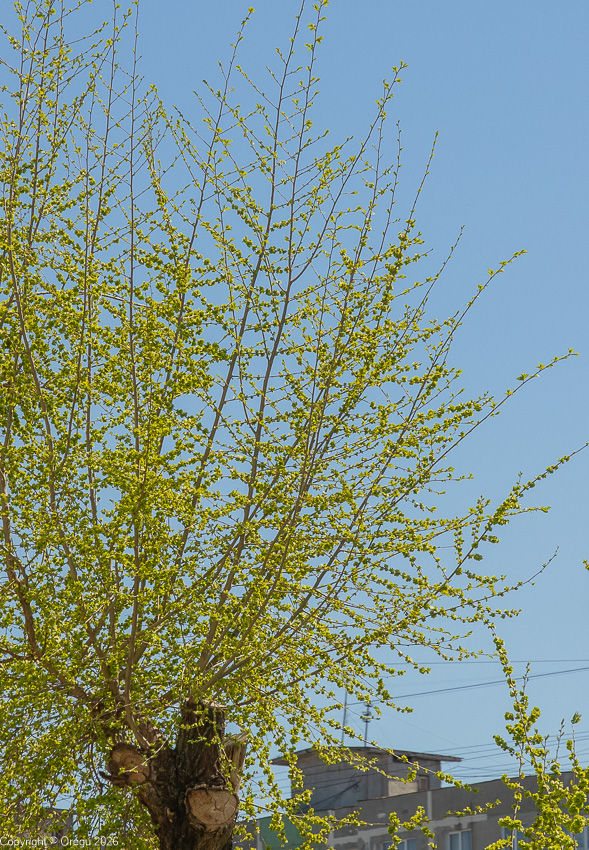 через месяц после 14 марта 2026