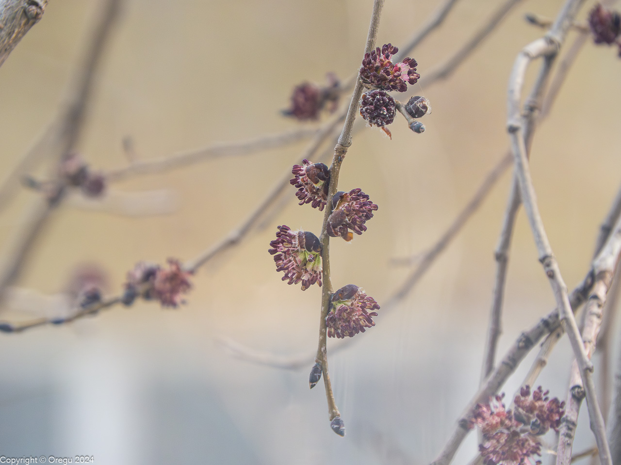 почки на тополях распустились