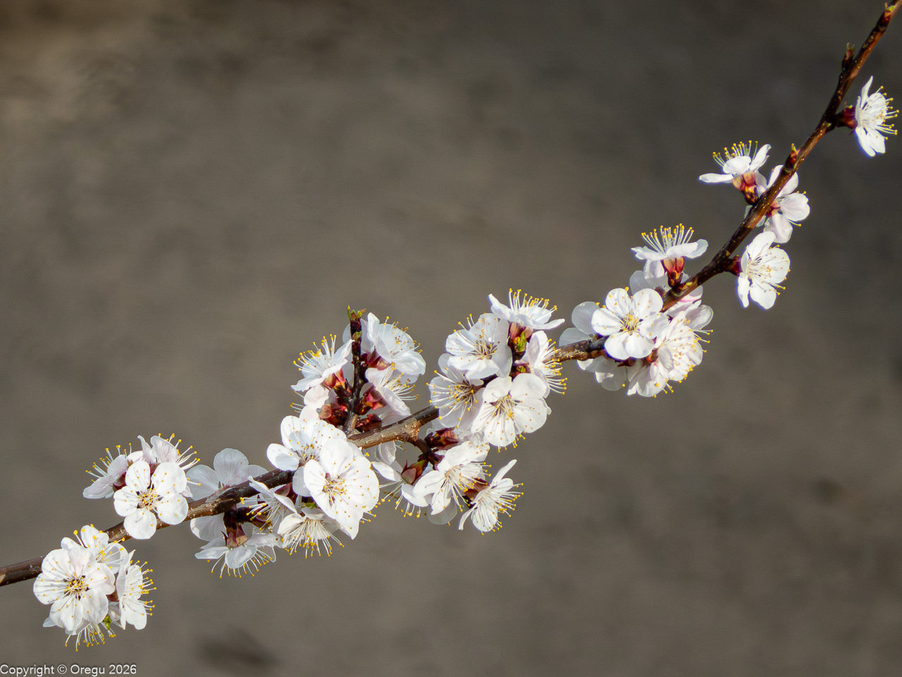 Расцвёл абрикос