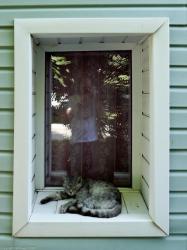 Кот на окне