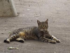 кот