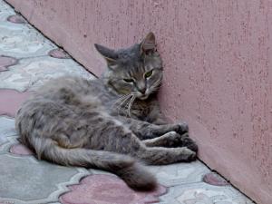 Кот у стены