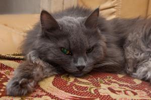 Кот
