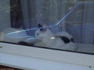 Кот заоконный
