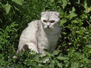 Кот охотничий