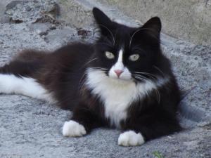 Кот подзаборный