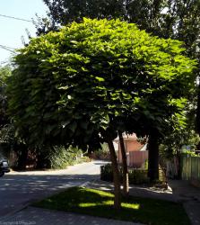 Платан