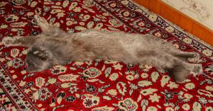 Котейко