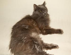 Кот
