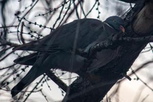 Птица неизвестной породы