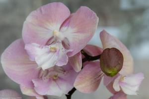 Нераспустившийся бутон