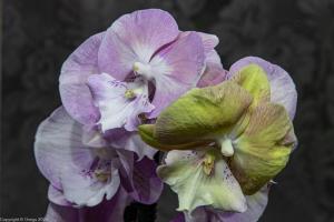 Двухцветная орхидея