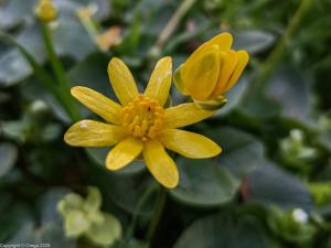 Весна наступает