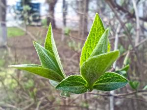 Распускется листок